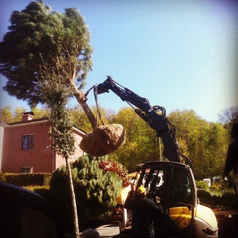 GrünERleben_Baumpflanzung