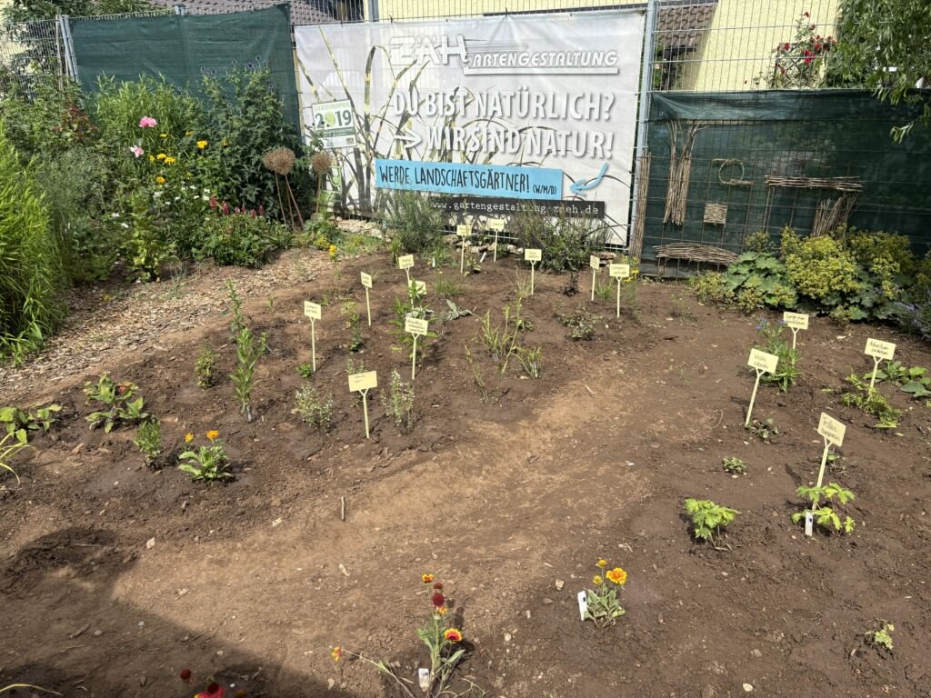 Zaeh_Pflanzbeet 2